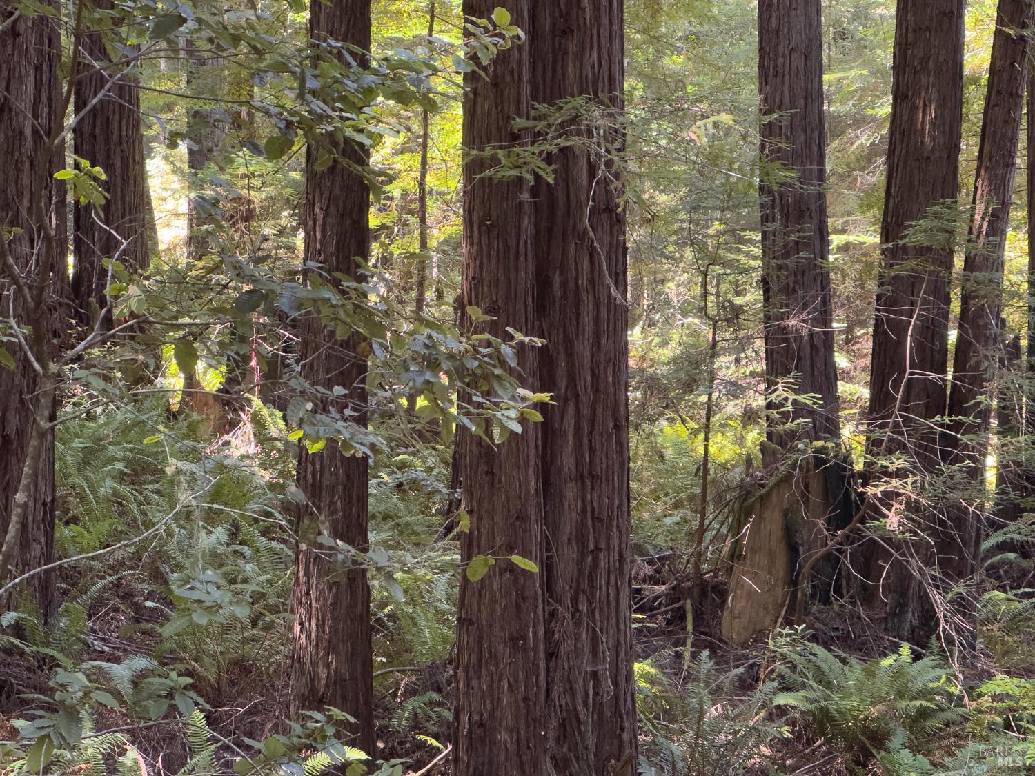 36505 Deep Woods Drive The Sea Ranch, CA 95497 - Photo 11 of 22 a backyard of a house with lots of green space