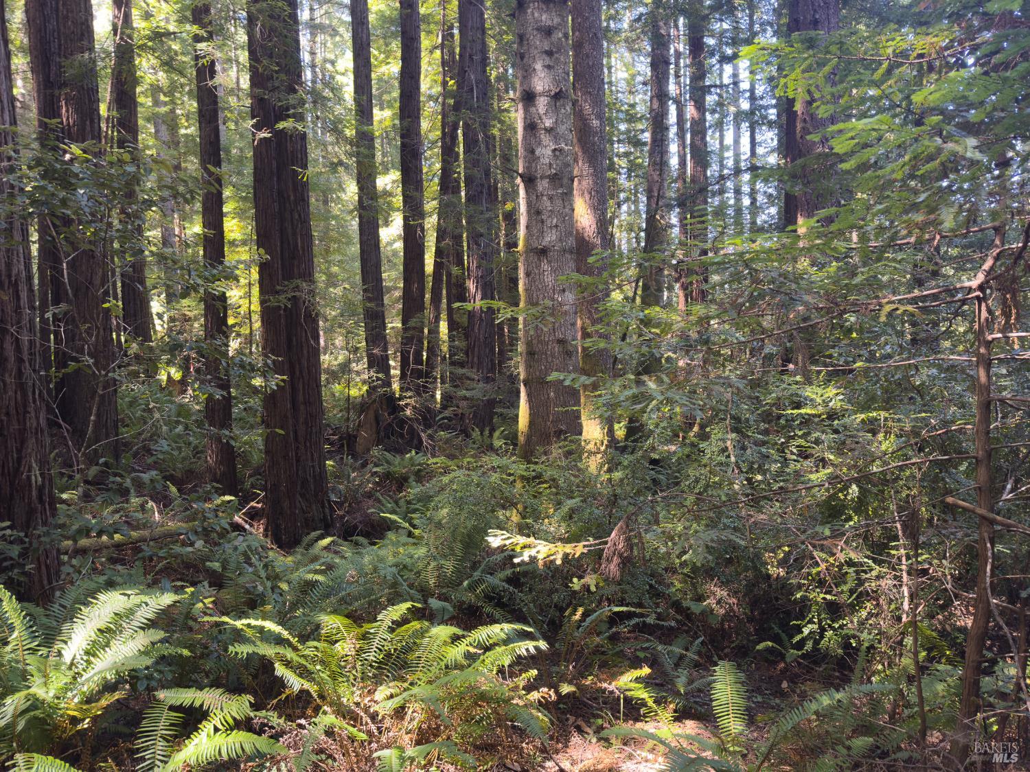 36505 Deep Woods Drive The Sea Ranch, CA 95497 - Photo 12 of 22 a backyard of a building