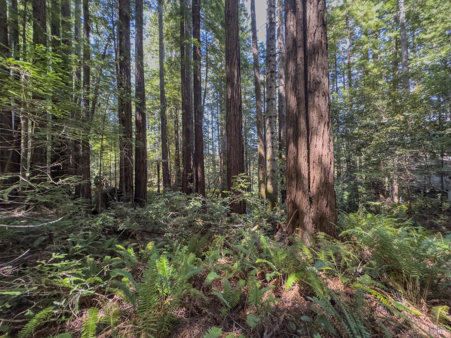 36505 Deep Woods Drive The Sea Ranch, CA 95497 - Photo 13 of 22 a view of lots of trees