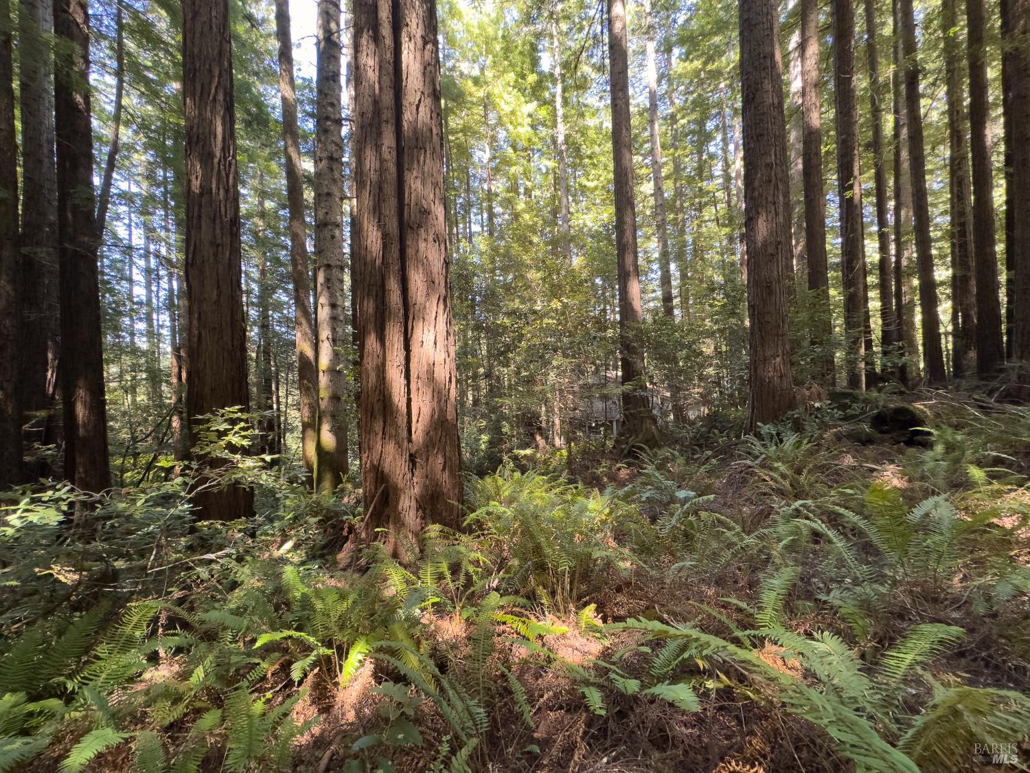 36505 Deep Woods Drive The Sea Ranch, CA 95497 - Photo 14 of 22 a view of outdoor space and green space