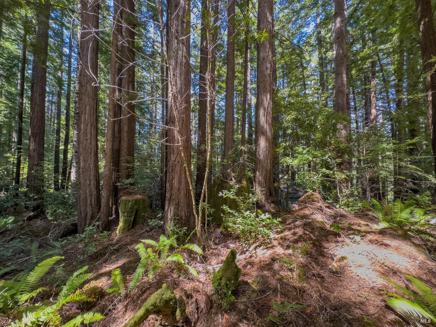 36505 Deep Woods Drive The Sea Ranch, CA 95497 - Photo 3 of 22