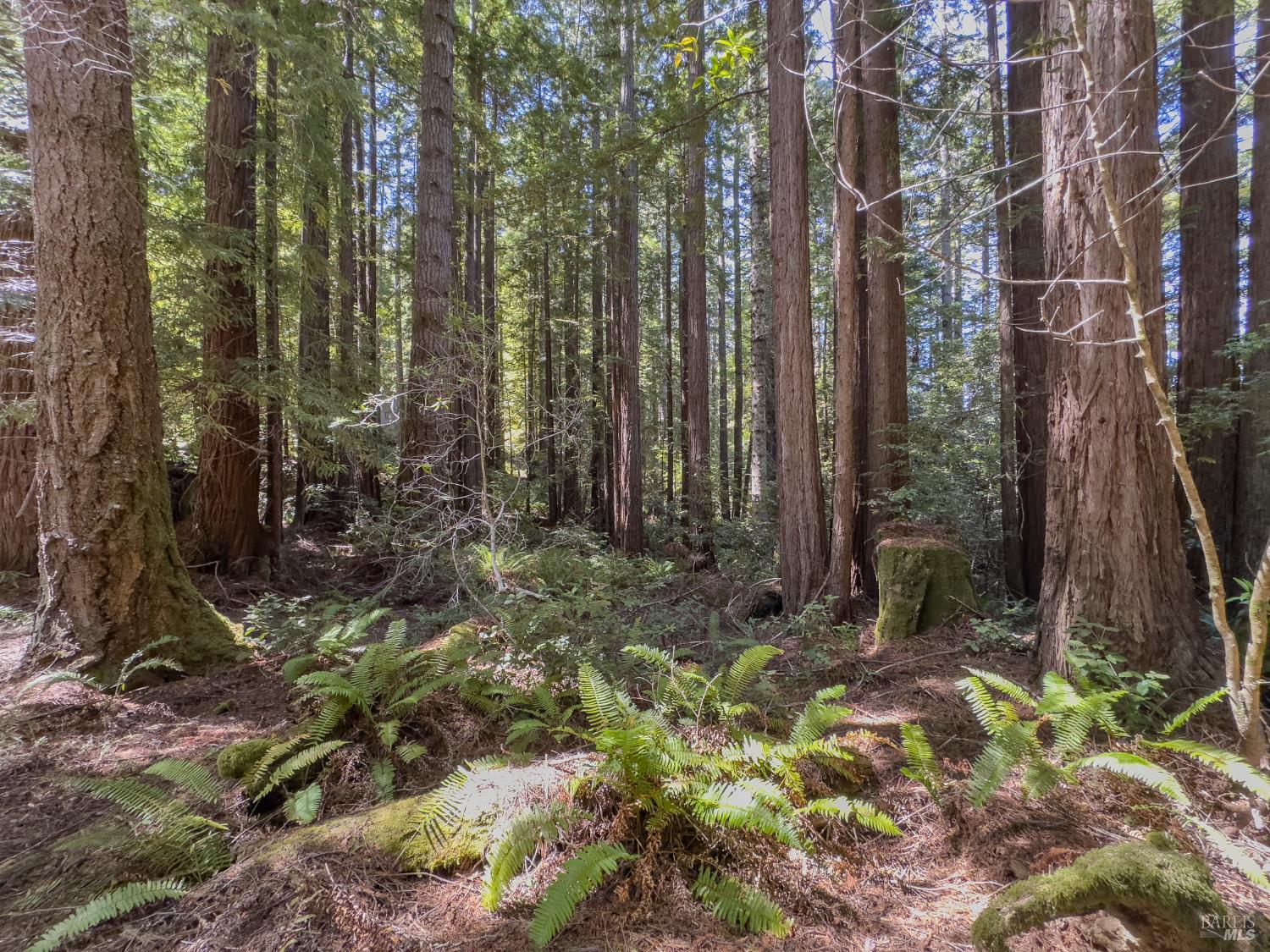 36505 Deep Woods Drive The Sea Ranch, CA 95497 - Photo 4 of 22 a view of forest