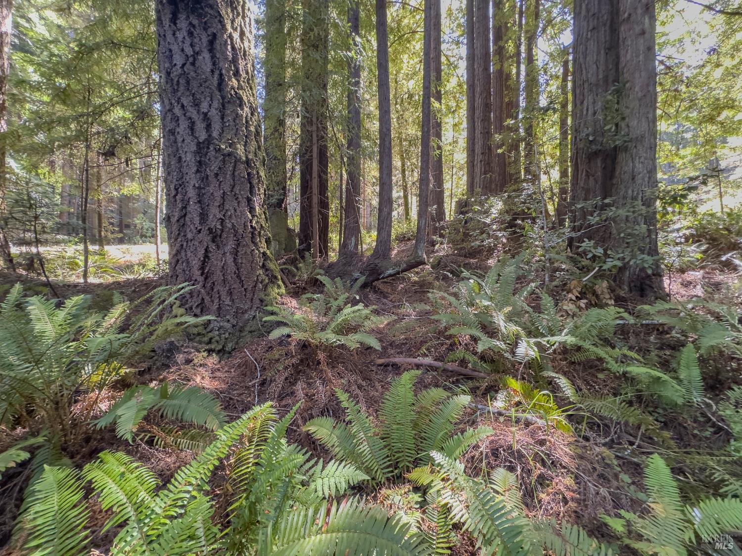 36505 Deep Woods Drive The Sea Ranch, CA 95497 - Photo 9 of 22 a view of a backyard of the house