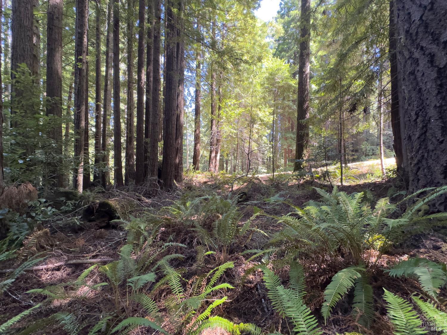 36505 Deep Woods Drive The Sea Ranch, CA 95497 - Photo 10 of 22 a view of outdoor space and garden