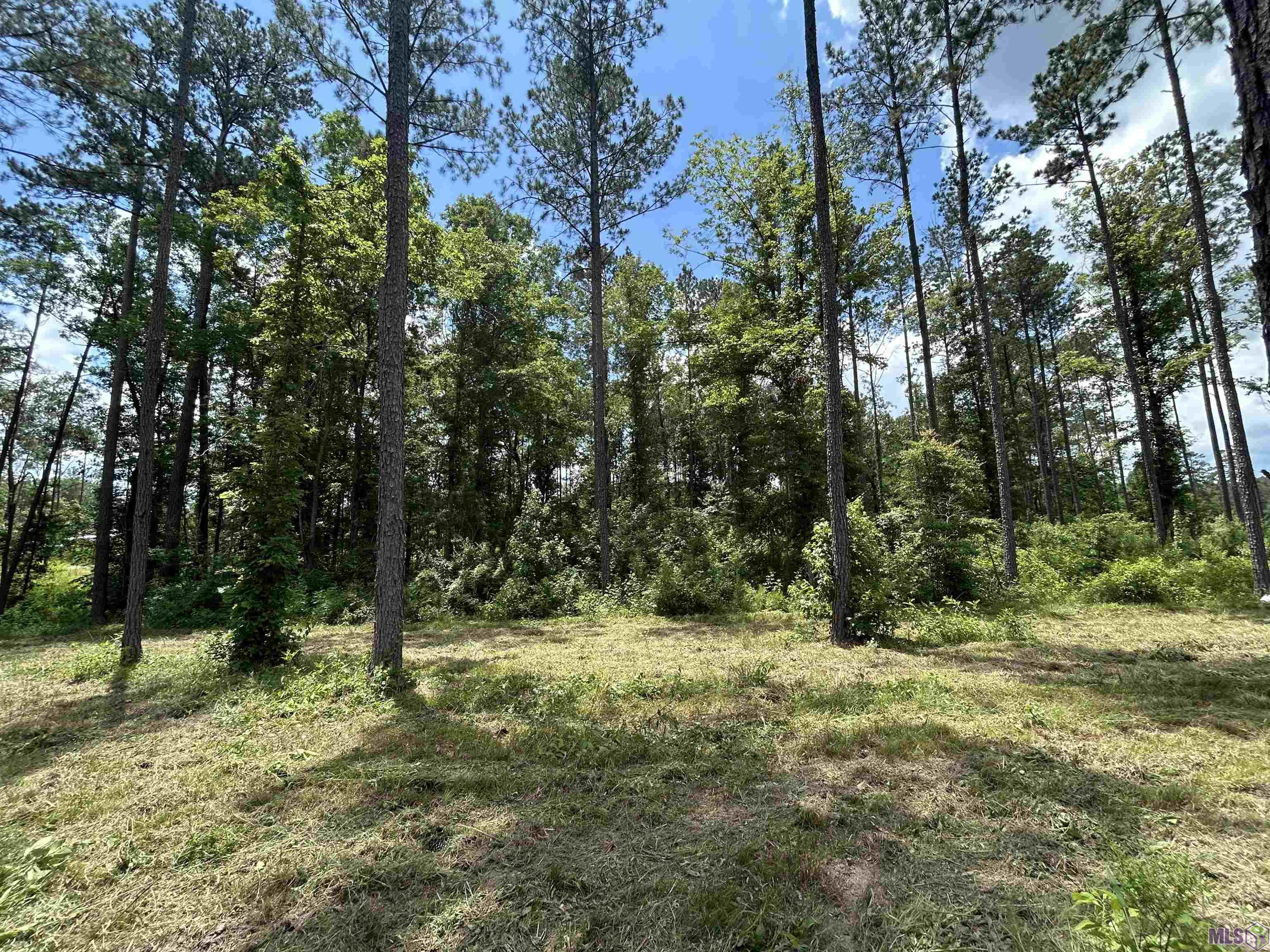 14856 Pace Road Clinton, LA 70722 - Photo 4 of 6 View after clearing in 2025