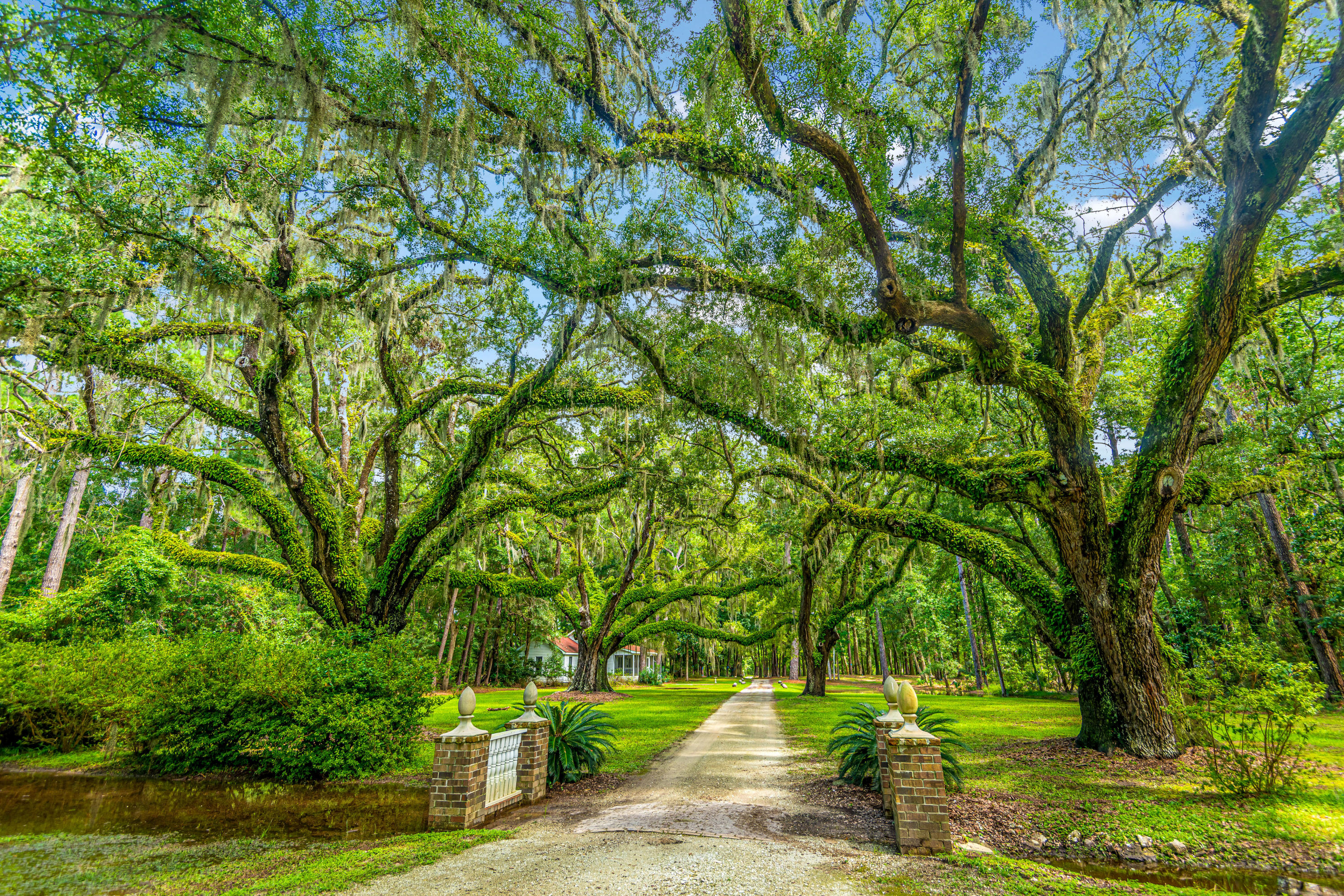 8202 Oyster Factory Road Edisto Island, SC 29438 - Photo 8 of 51 Crawford_Grounds15
