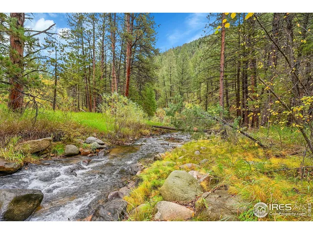a view of a yard with plants and large trees