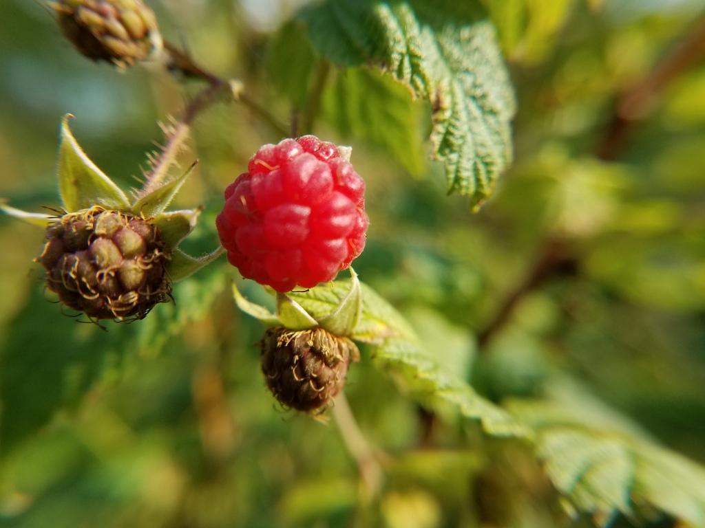 Tbd Tbd Salem Road Strong, ME 04983 - Photo 3 of 22 Berries