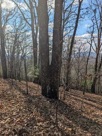 a view of a forest filled with trees