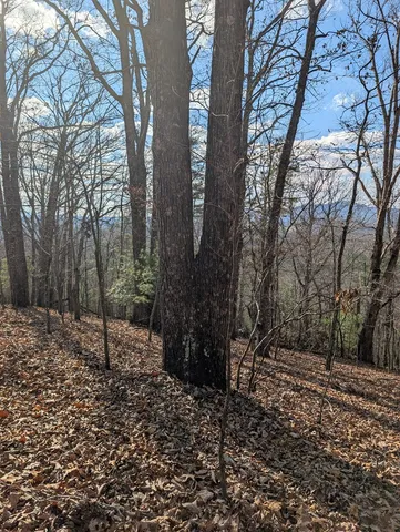 a view of a forest filled with trees