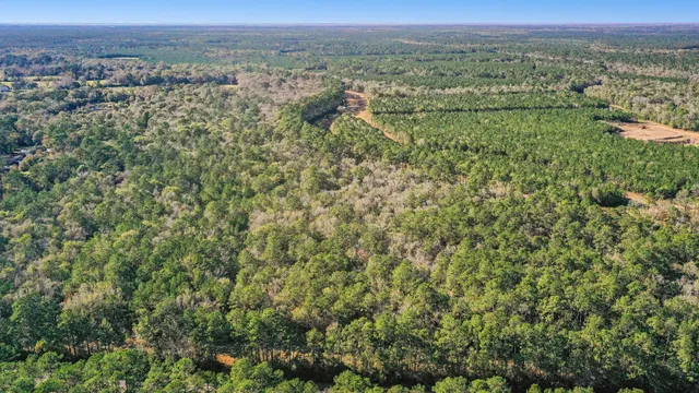 an aerial view of forest