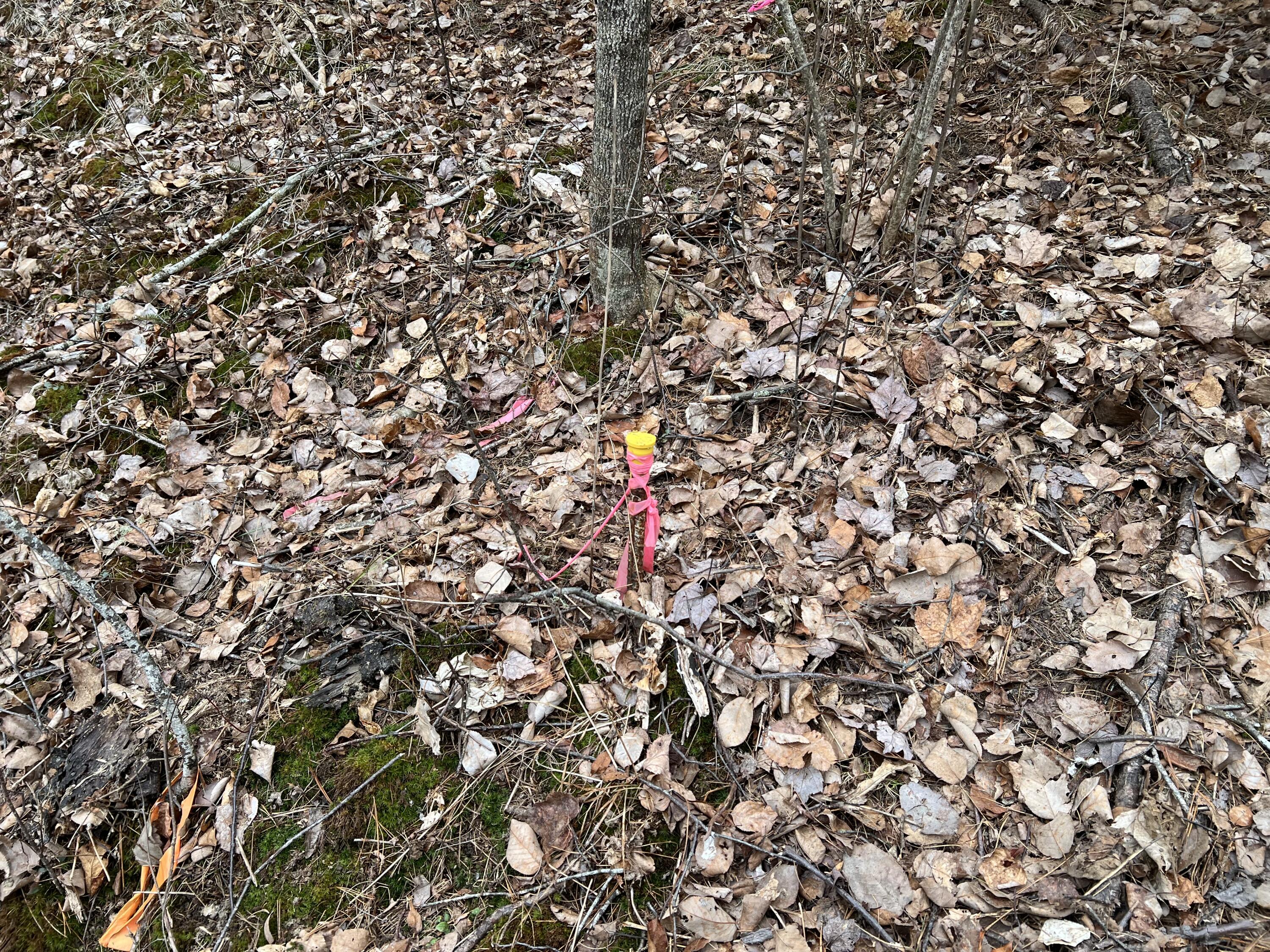 0 Kansas Road Milbridge, ME 04658 - Photo 10 of 12 IMG_7207