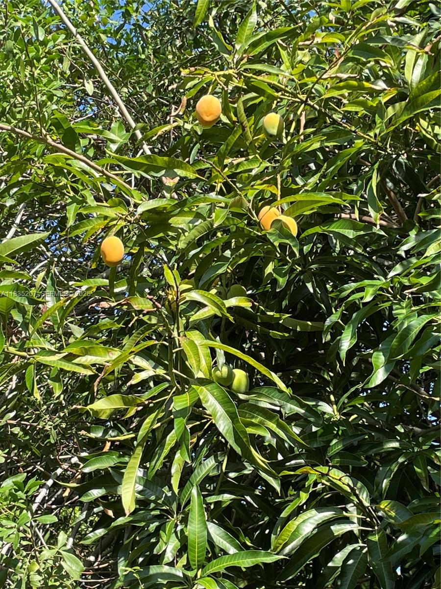 156 Northeast 11th Street Boca Raton, FL 33432 - Photo 7 of 9