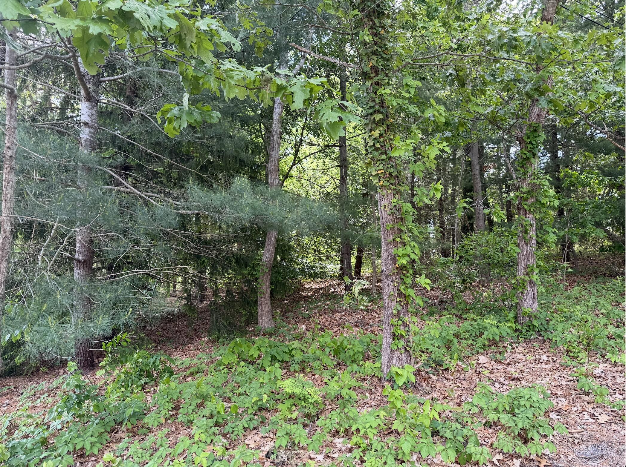 17 Fairmount Road South Dennis, MA 02660 - Photo 1 of 4 a view of a forest with trees