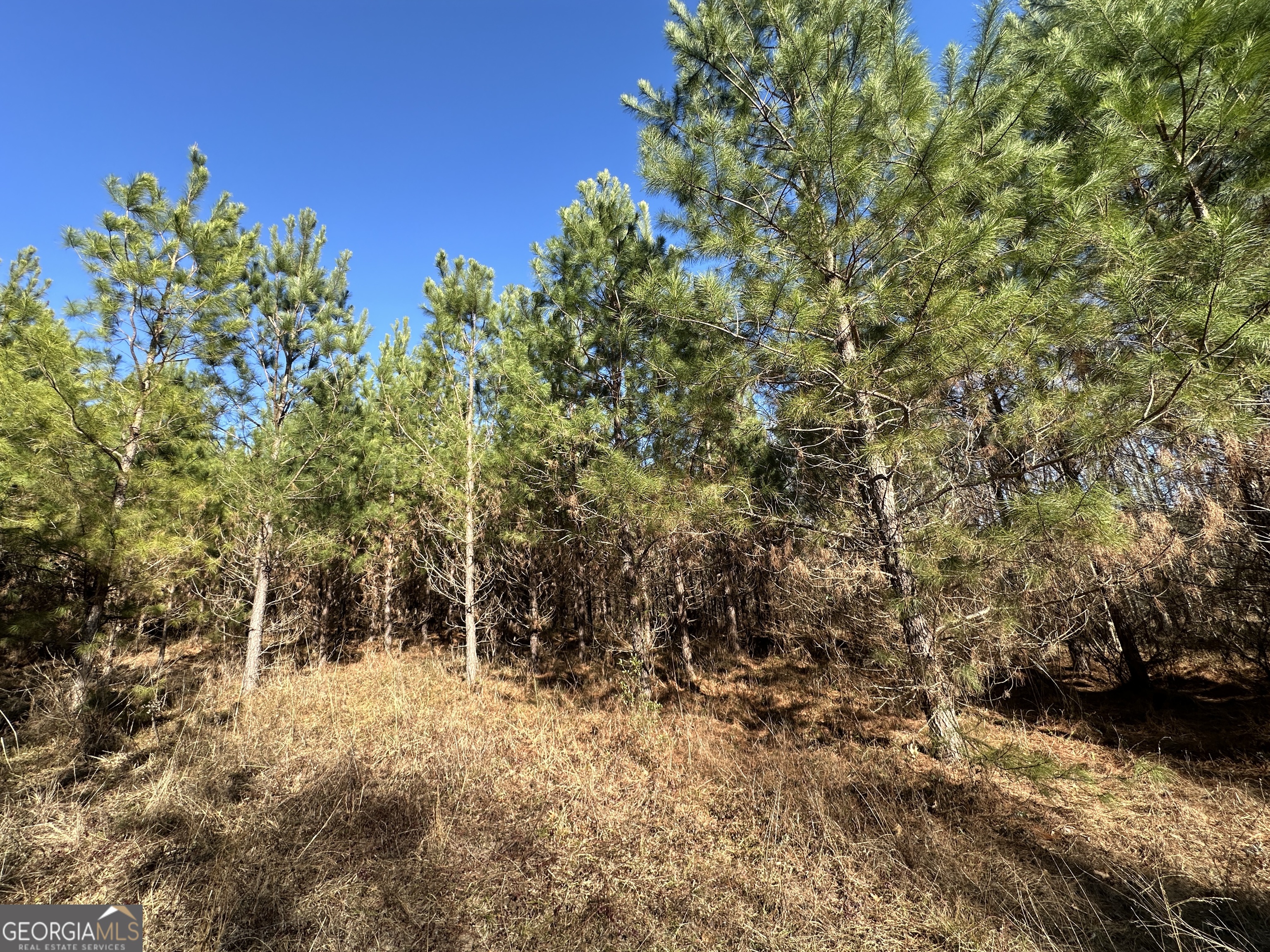 0 Griffin Landing Road Girard, GA 30426 - Photo 12 of 23 a view of a yard with plants and trees