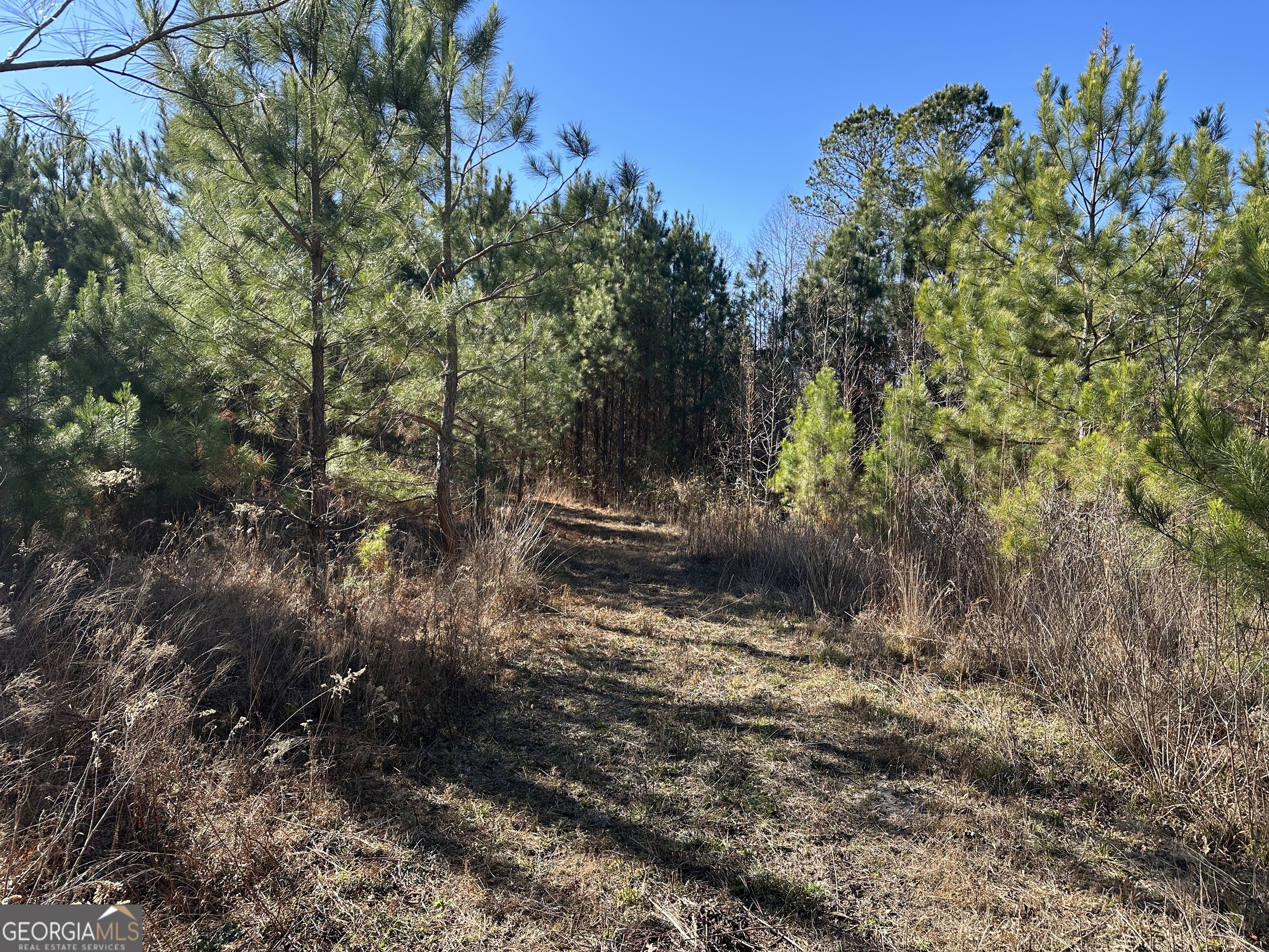 0 Griffin Landing Road Girard, GA 30426 - Photo 13 of 23 a view of a tree in a yard