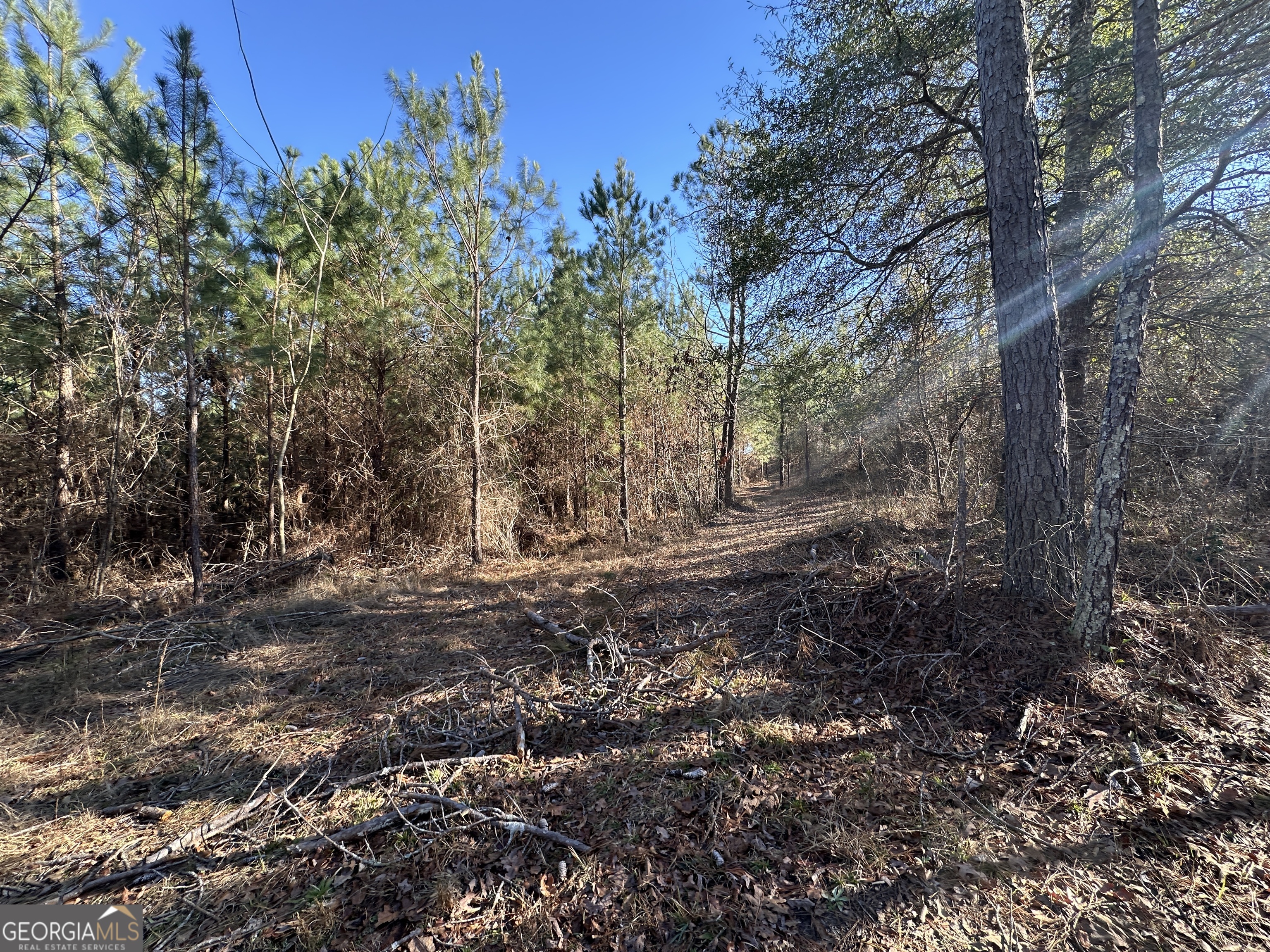 0 Griffin Landing Road Girard, GA 30426 - Photo 23 of 23 a view of a forest with trees