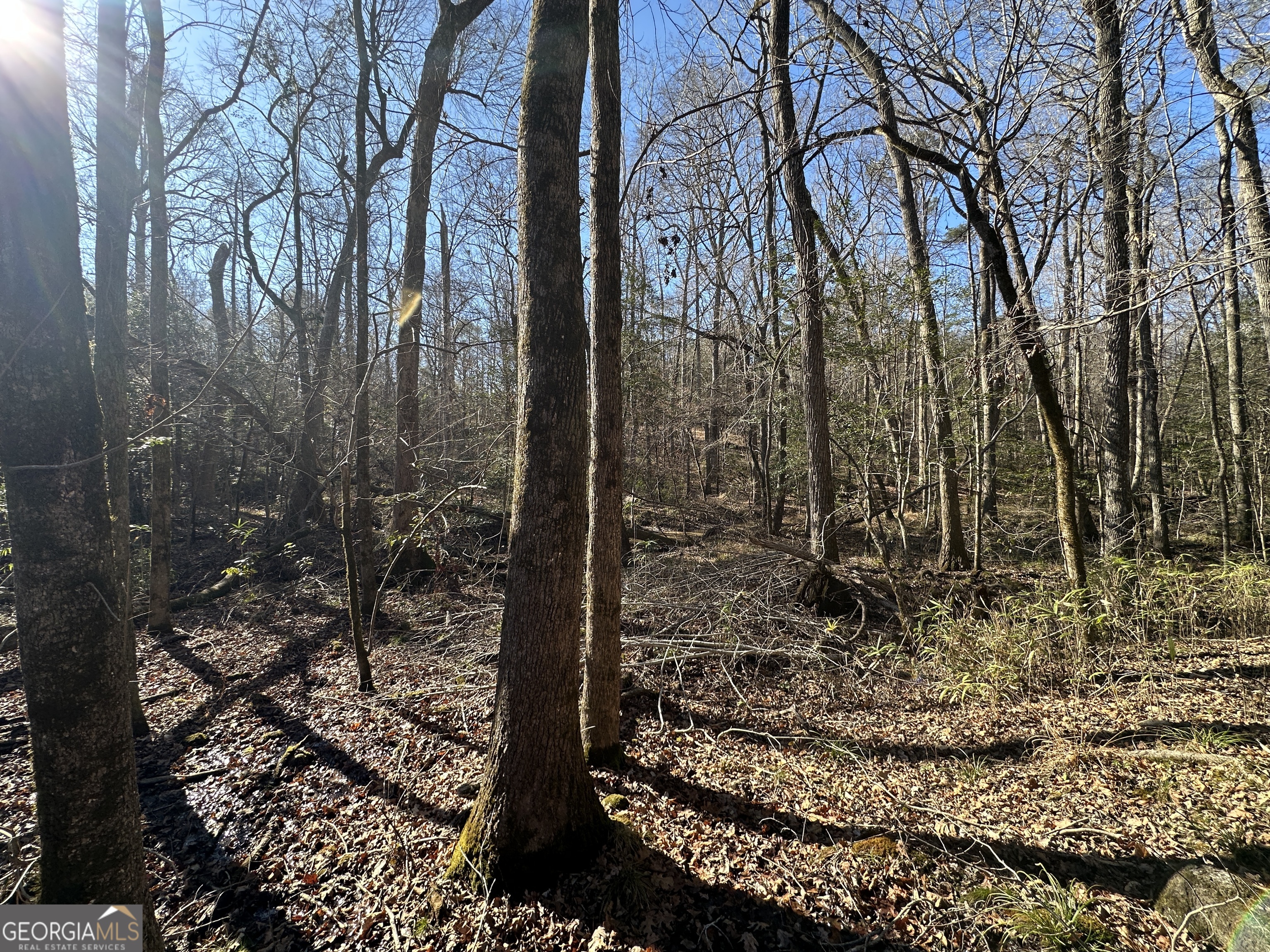 0 Griffin Landing Road Girard, GA 30426 - Photo 6 of 23 a view of a forest that has large trees