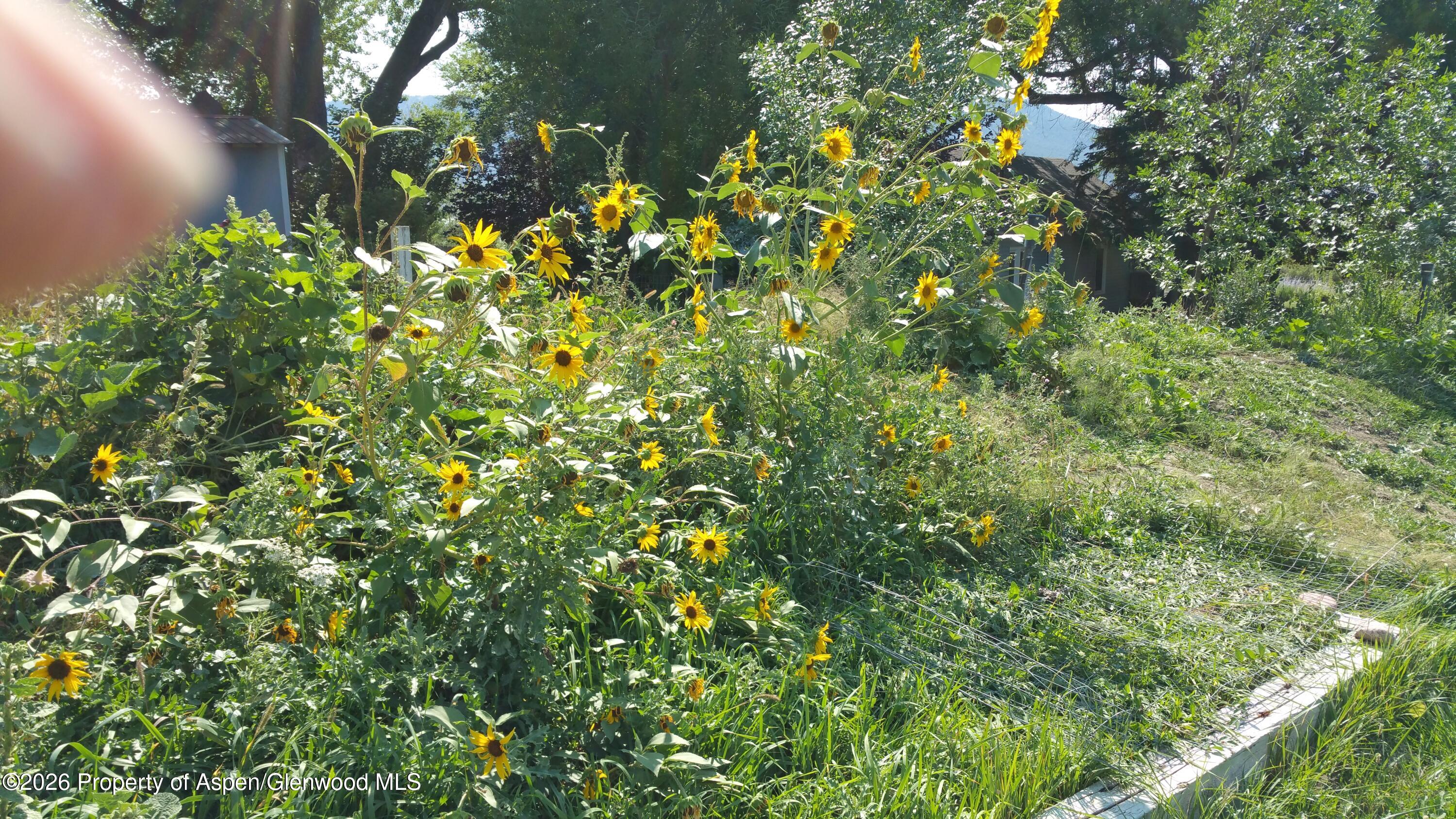 4243 Peach Valley Road Silt, CO 81652 - Photo 27 of 55 20170904_111925