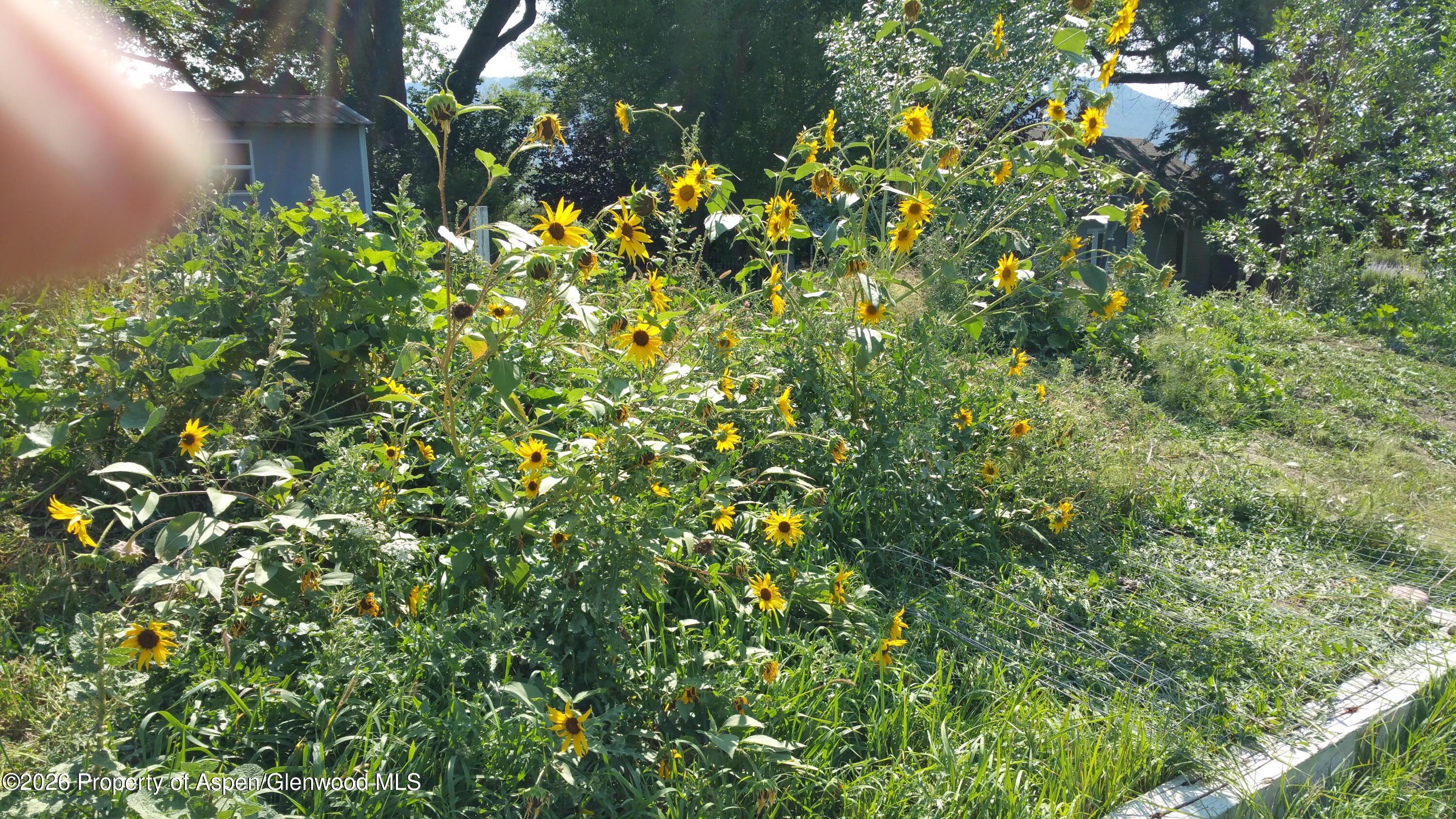 4243 Peach Valley Road Silt, CO 81652 - Photo 28 of 55 20170904_111927