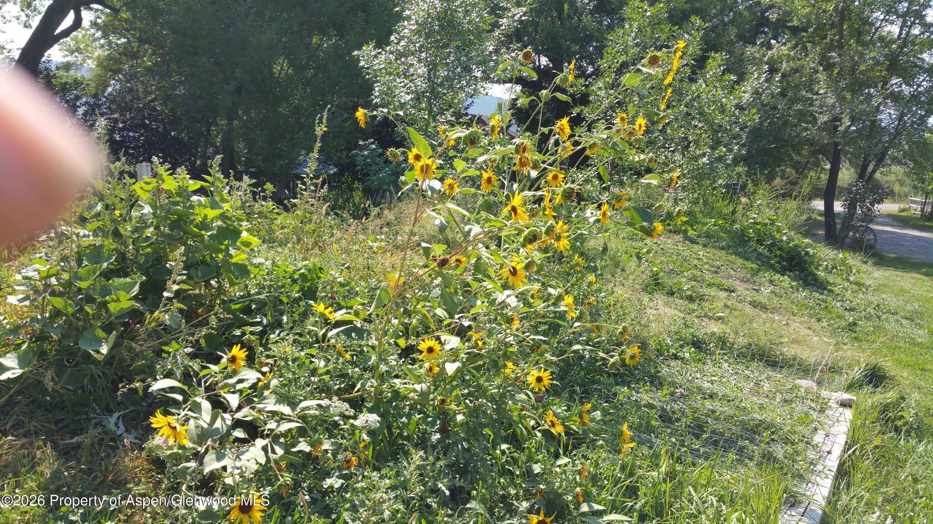4243 Peach Valley Road Silt, CO 81652 - Photo 29 of 55 20170904_111934