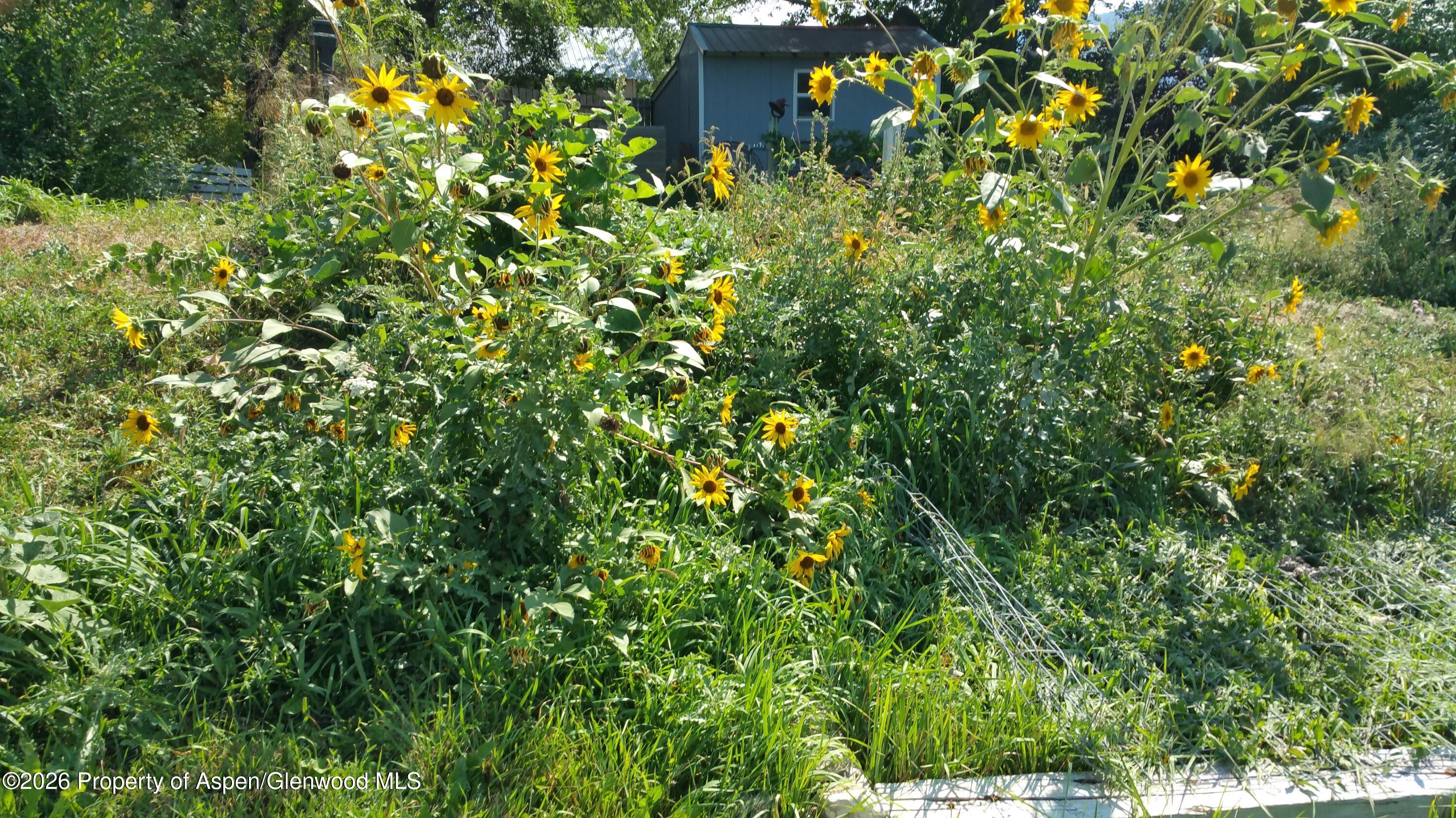 4243 Peach Valley Road Silt, CO 81652 - Photo 30 of 55 20170904_111944