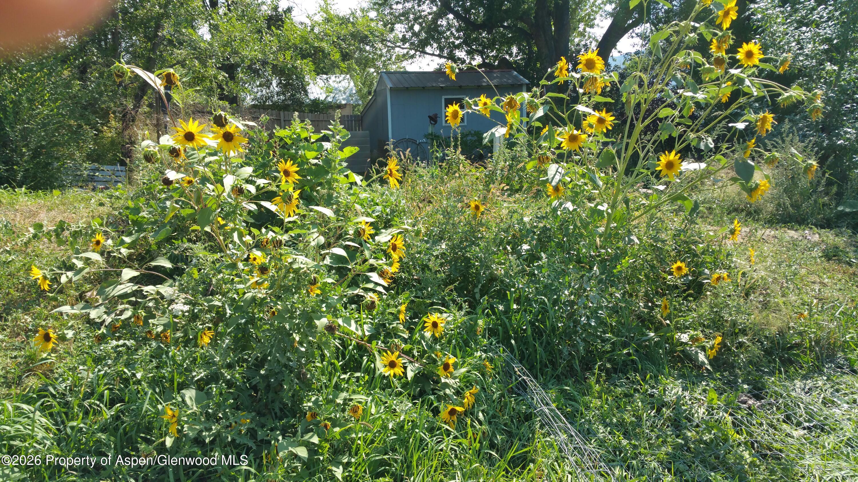 4243 Peach Valley Road Silt, CO 81652 - Photo 31 of 55 20170904_111948
