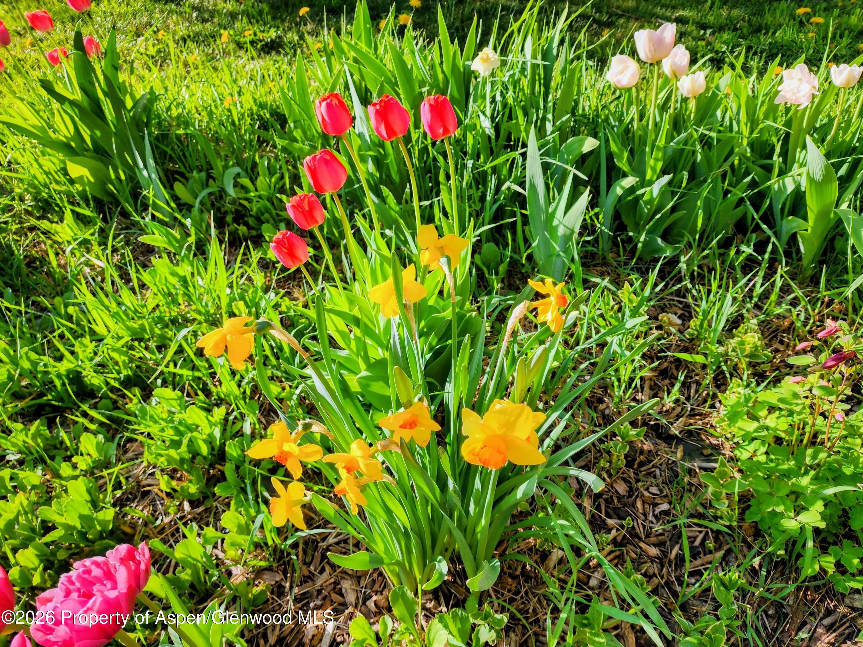 4243 Peach Valley Road Silt, CO 81652 - Photo 40 of 55 floweres 4 - Copy