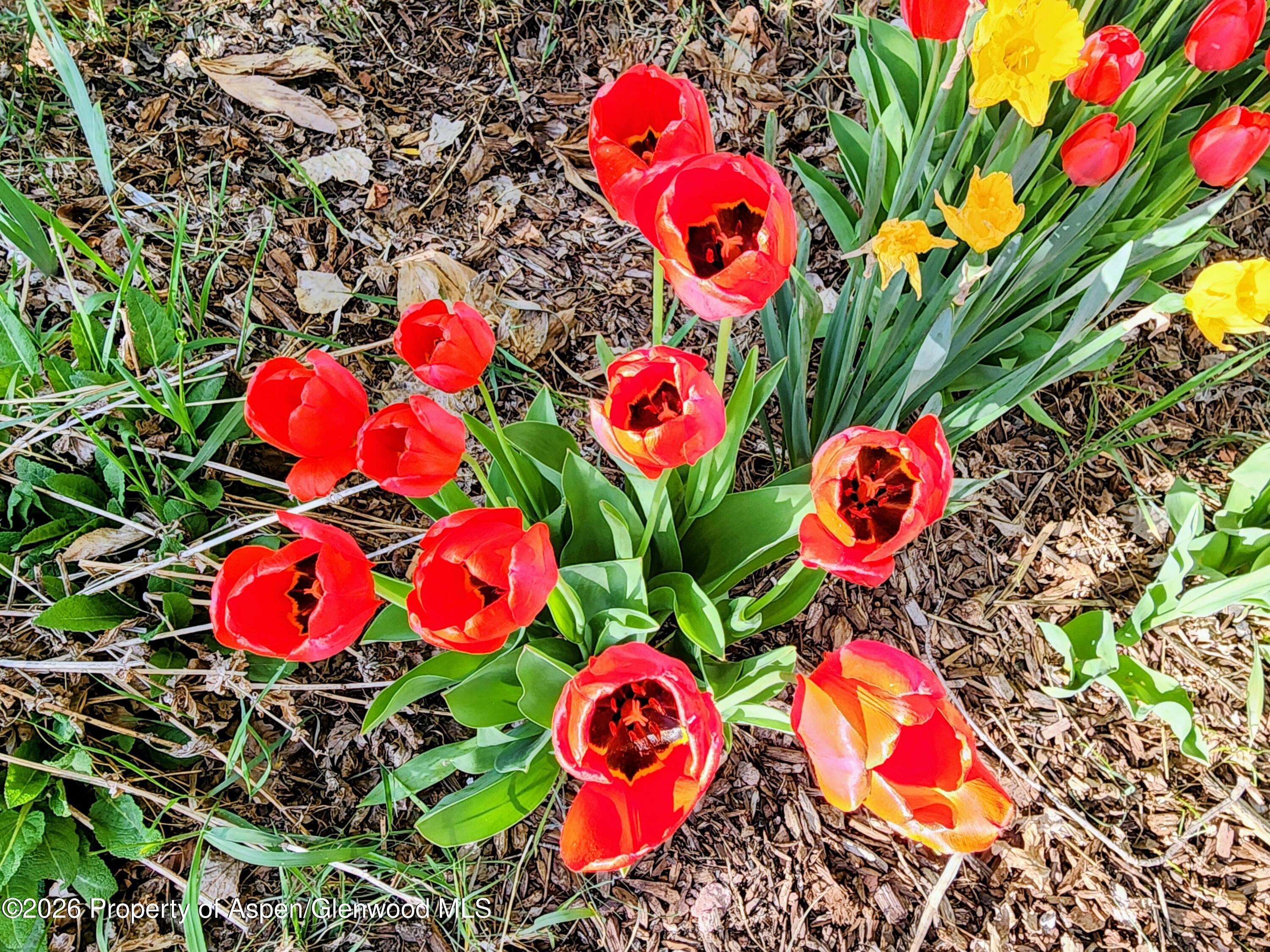 4243 Peach Valley Road Silt, CO 81652 - Photo 41 of 55 flowers 1 - Copy