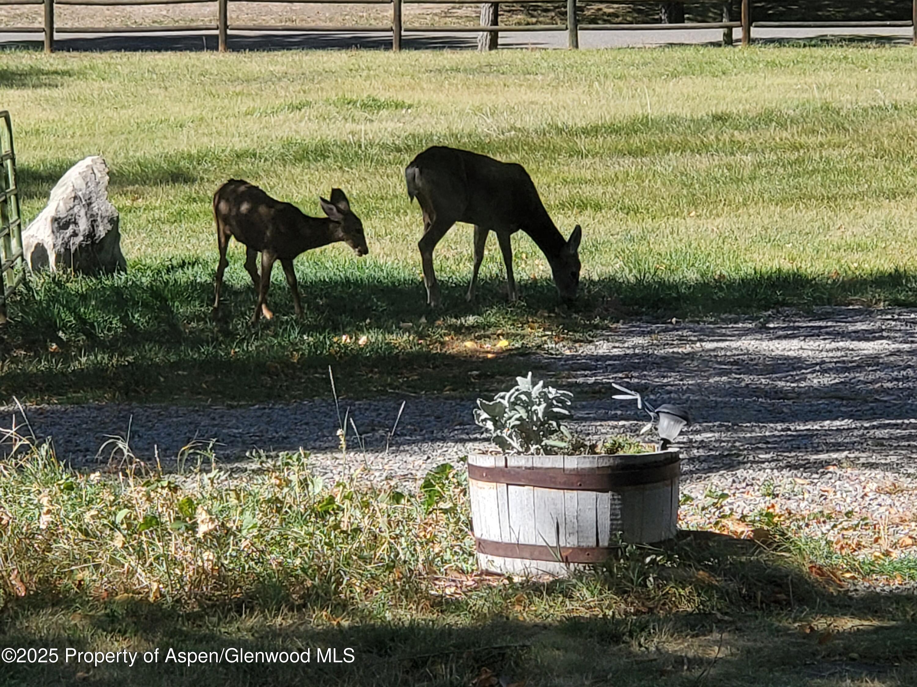 4243 Peach Valley Road Silt, CO 81652 - Photo 9 of 55 20201013_111250 - Copy