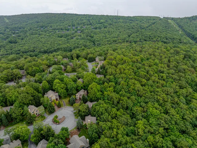 a view of a lush green forest