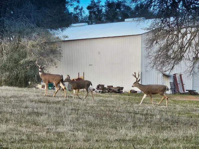 $1,600,000 | 4600 El Caminito Road, Shingle Springs, CA 95682