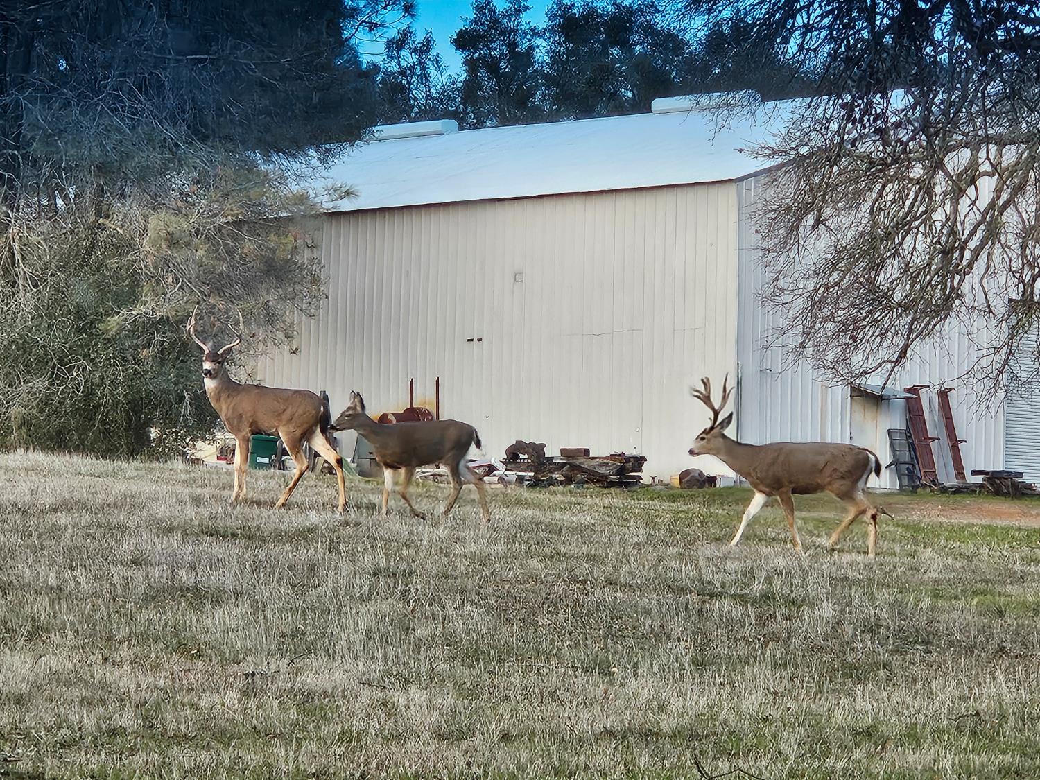 4600 El Caminito Road Shingle Springs, CA 95682 - Photo 55 of 76 a view of a chairs and table in backyard