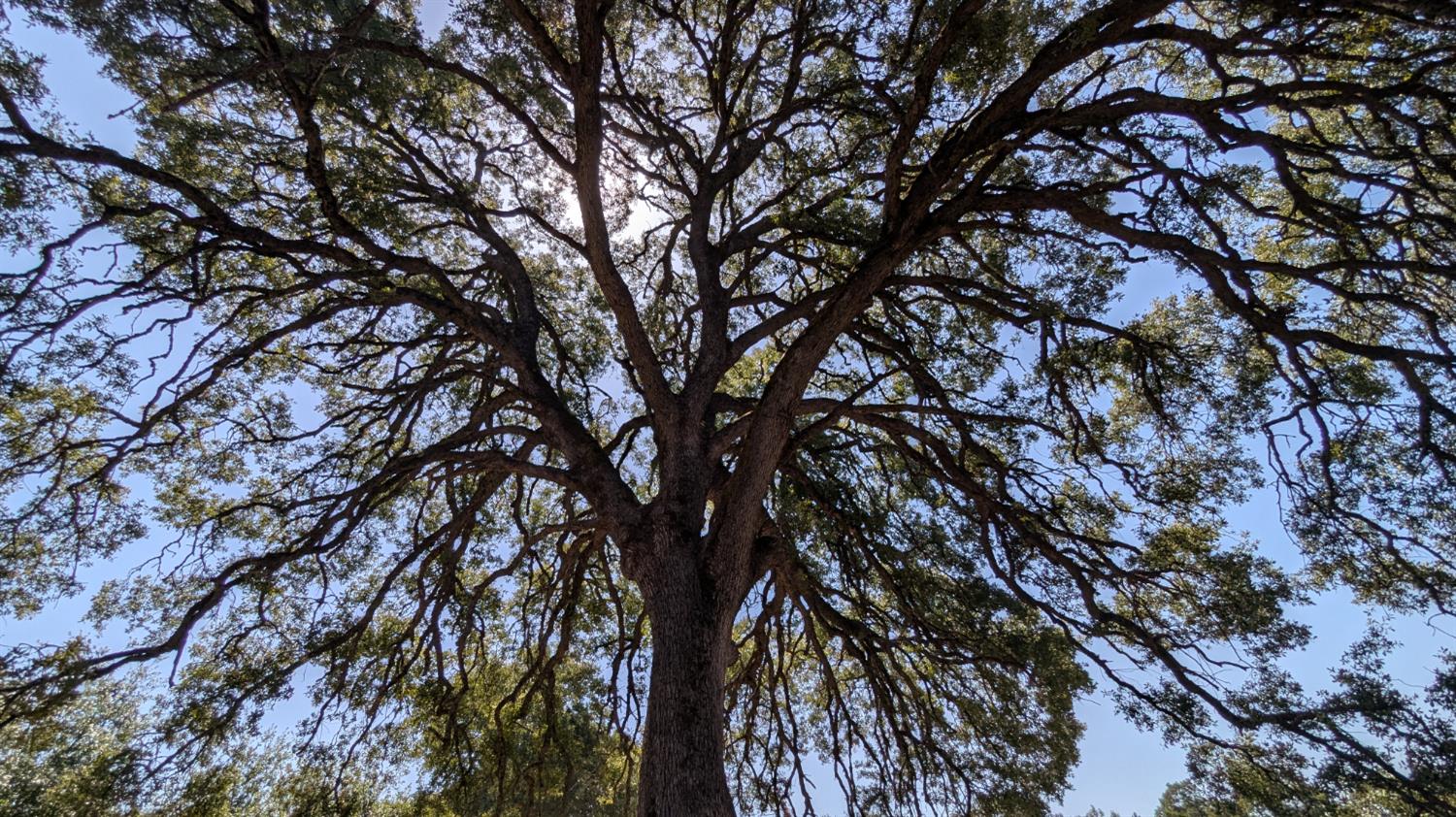 4600 El Caminito Road Shingle Springs, CA 95682 - Photo 57 of 76