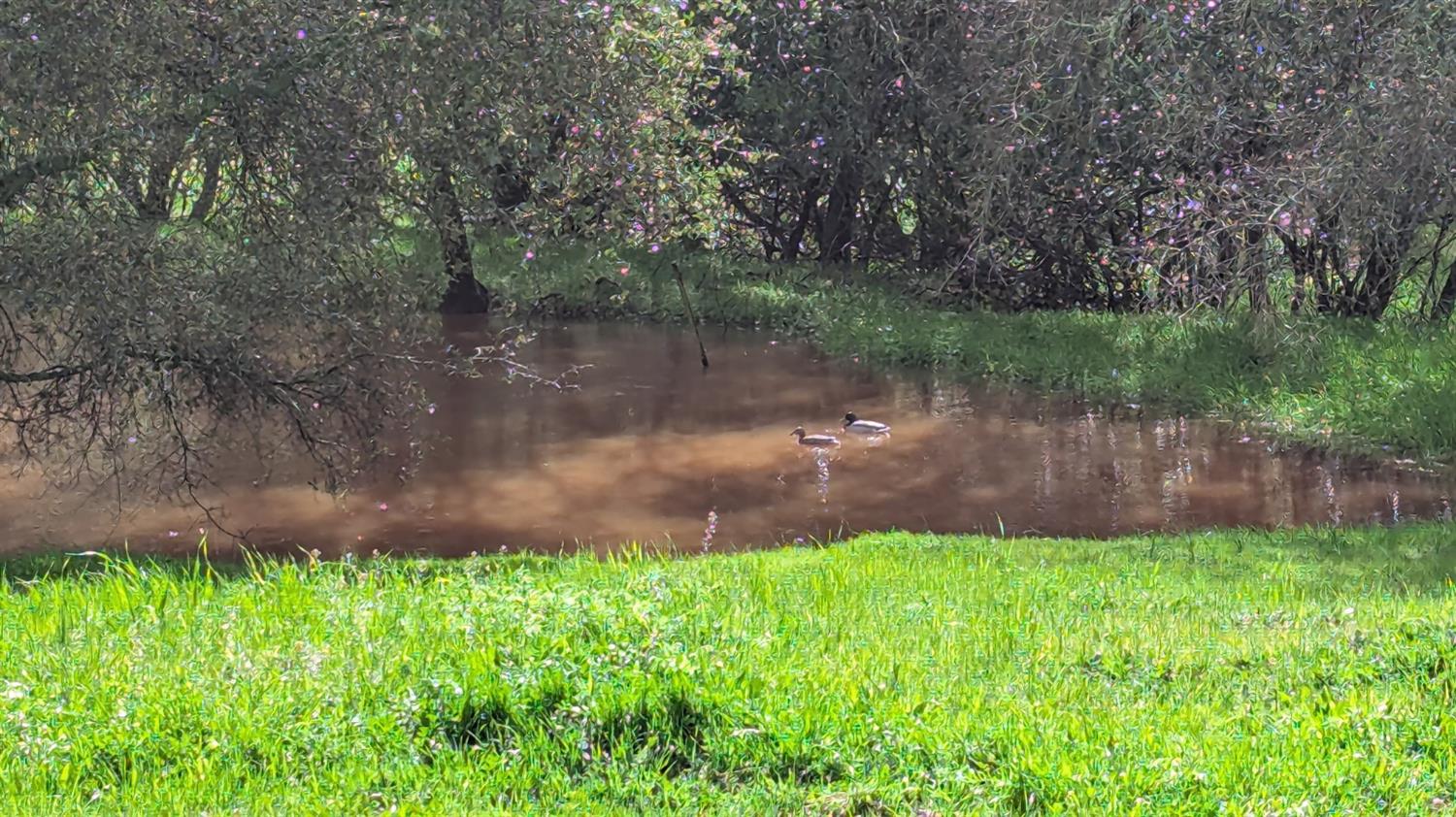 4600 El Caminito Road Shingle Springs, CA 95682 - Photo 60 of 76 a view of a lake with a yard