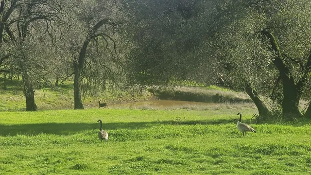 $1,600,000 | 4600 El Caminito Road, Shingle Springs, CA 95682