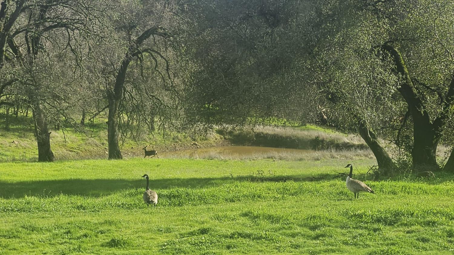 4600 El Caminito Road Shingle Springs, CA 95682 - Photo 61 of 76
