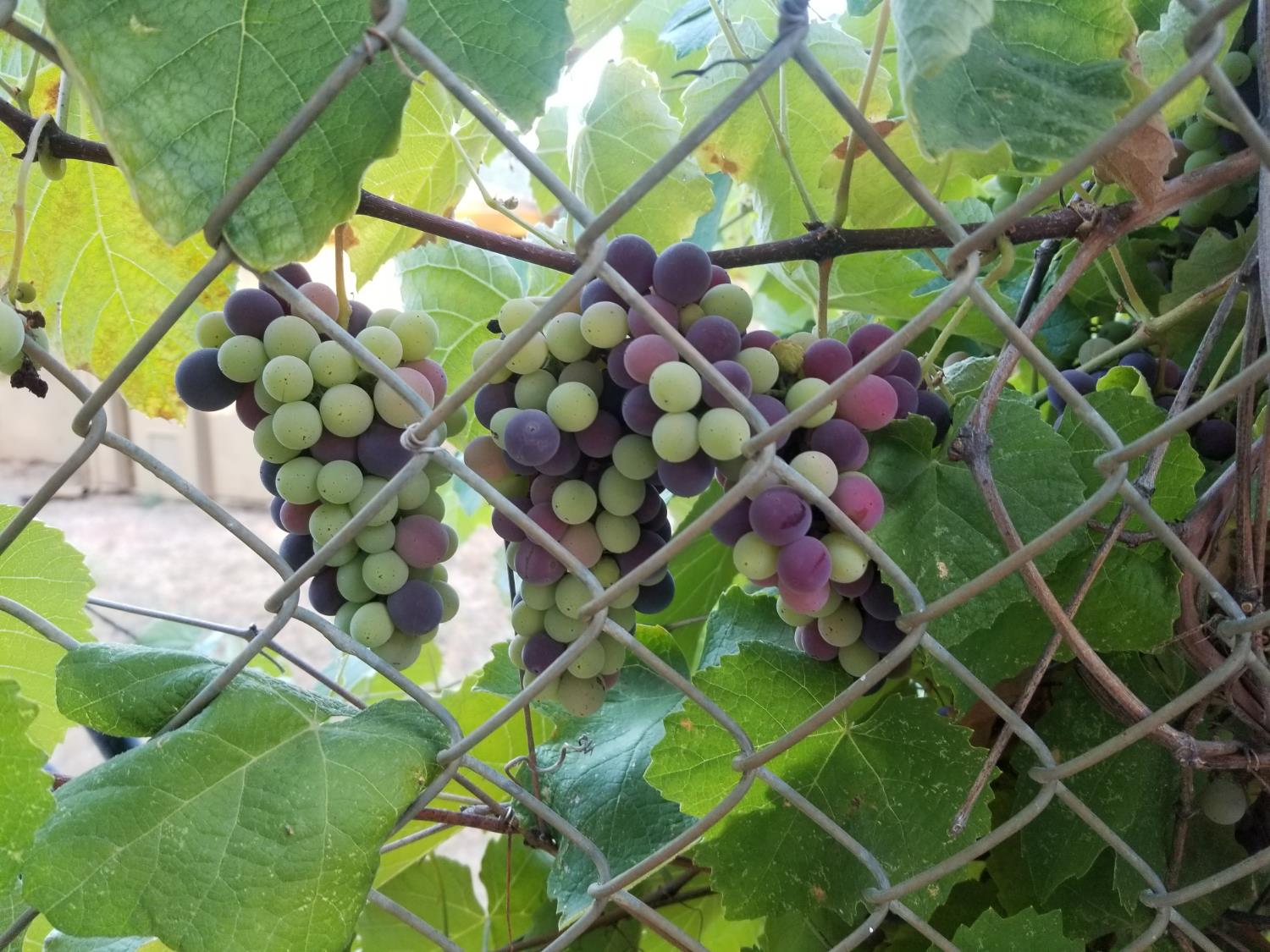 4600 El Caminito Road Shingle Springs, CA 95682 - Photo 65 of 76 a view of a tree with a tree