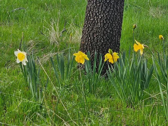 $1,600,000 | 4600 El Caminito Road, Shingle Springs, CA 95682