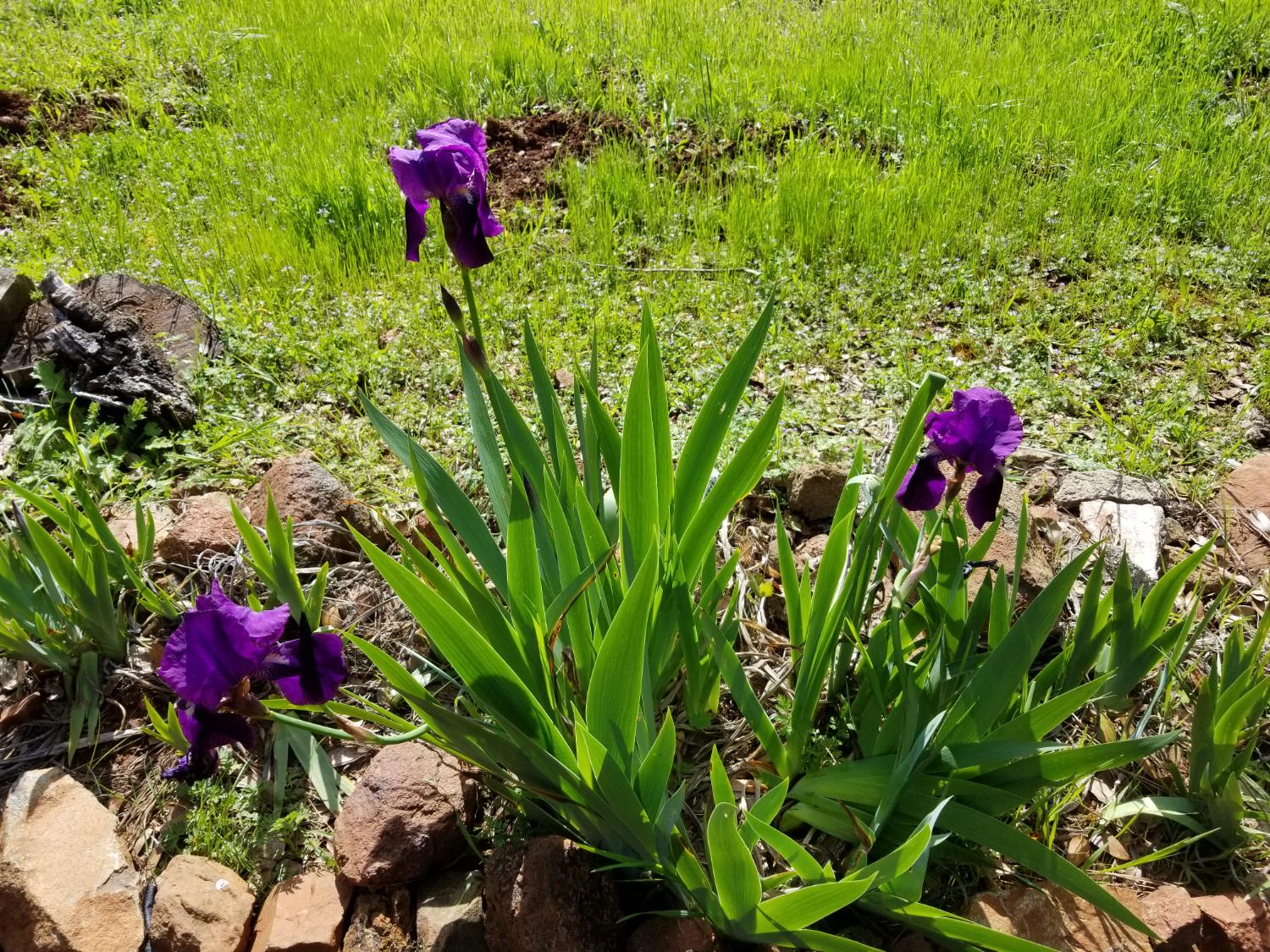 4600 El Caminito Road Shingle Springs, CA 95682 - Photo 67 of 76 a view of a flower