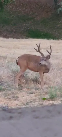 $1,600,000 | 4600 El Caminito Road, Shingle Springs, CA 95682