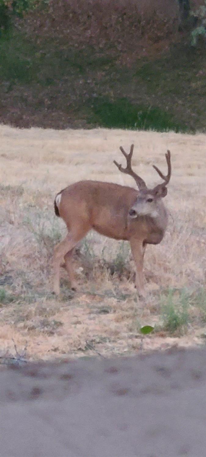 4600 El Caminito Road Shingle Springs, CA 95682 - Photo 68 of 76 a view of a lake view