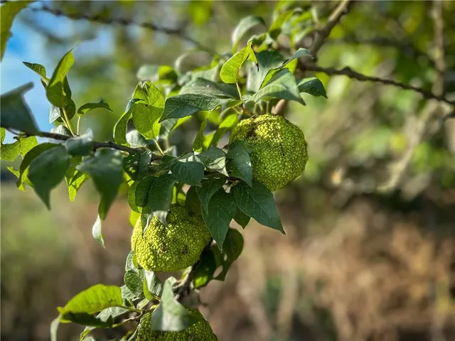 $210,000 | O Highway, Blairstown, MO 64726