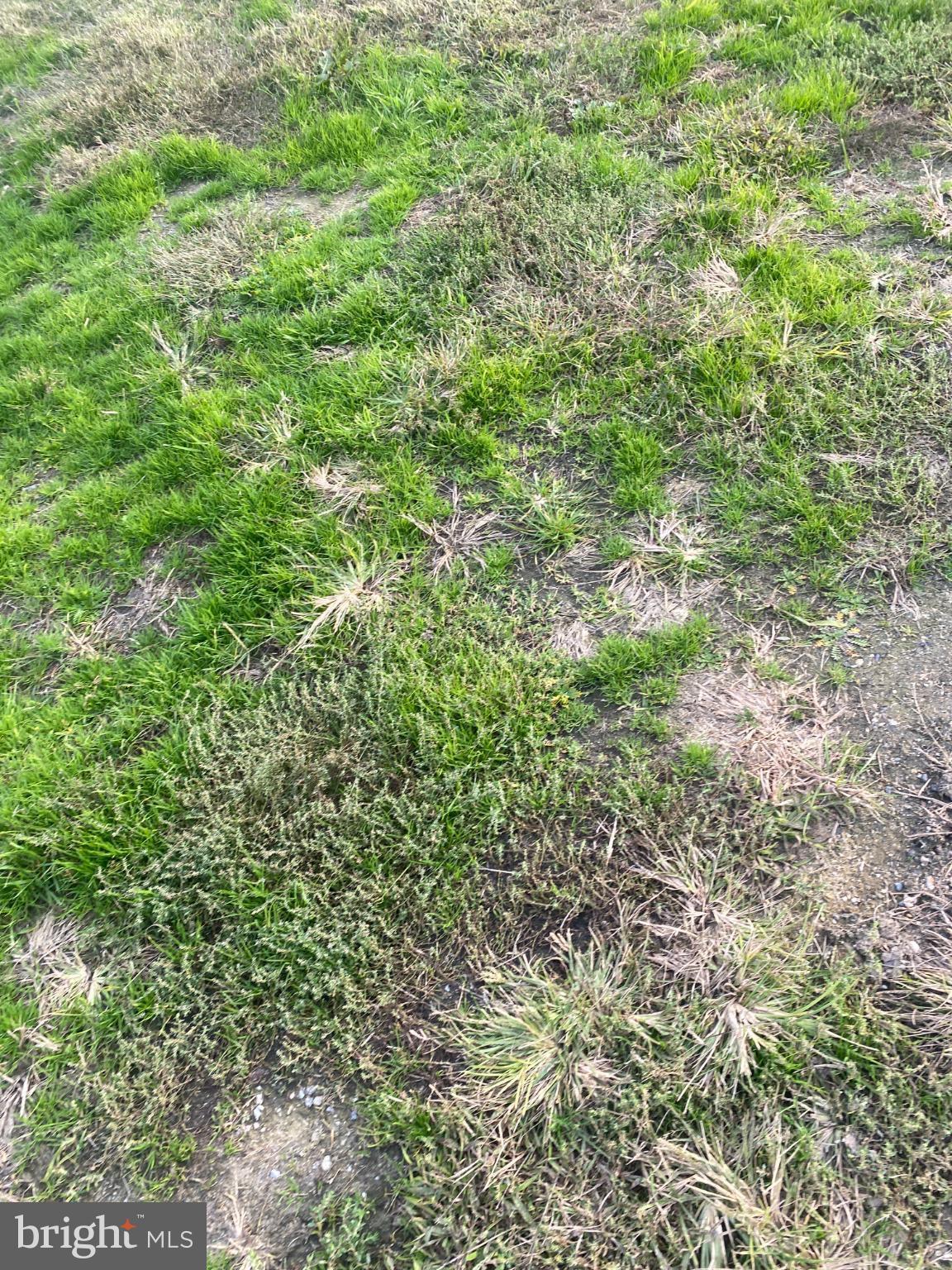 27160 Cash Corner Road Crisfield, MD 21817 - Photo 36 of 62 a view of a lush green forest