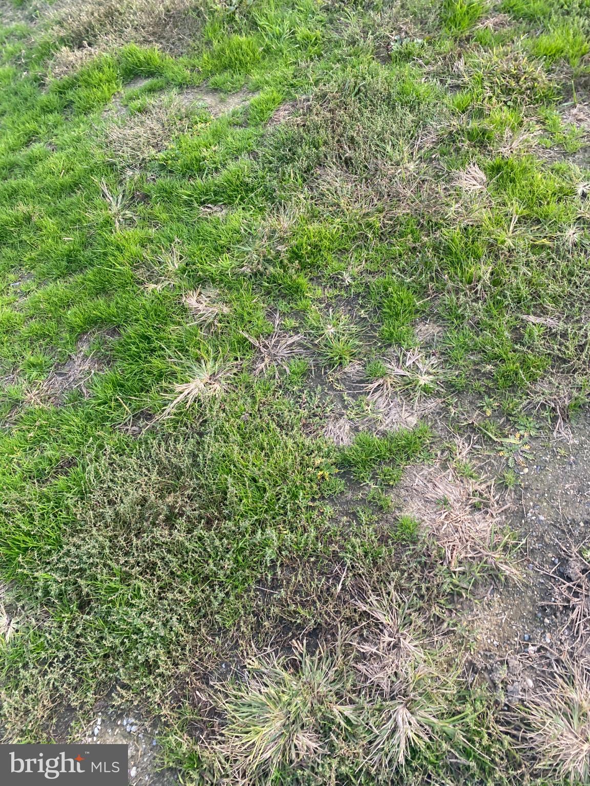 27160 Cash Corner Road Crisfield, MD 21817 - Photo 37 of 62 a view of a big yard with plants and large trees