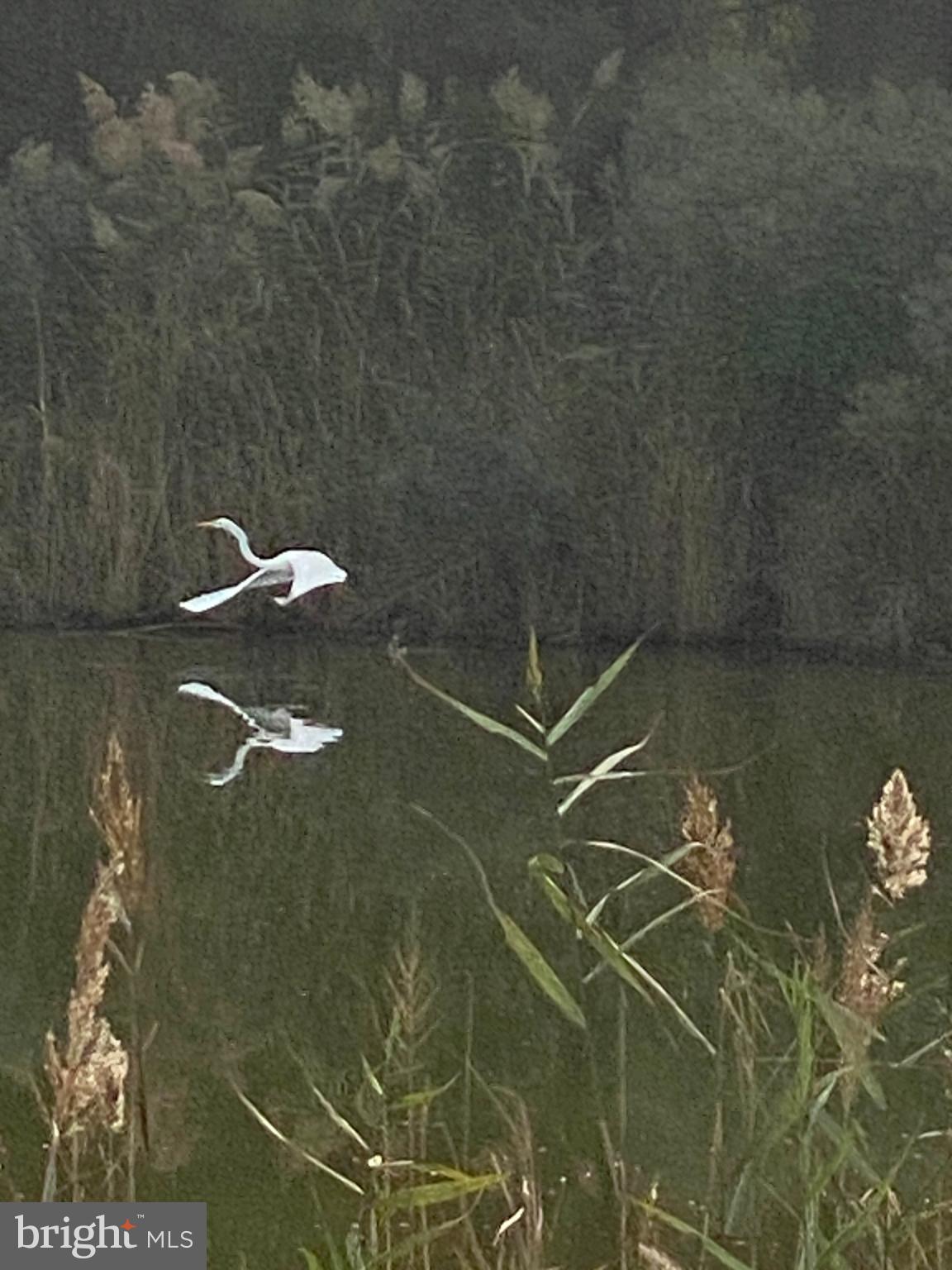 27160 Cash Corner Road Crisfield, MD 21817 - Photo 38 of 62 Graceful egret gliding over tranquil waters o