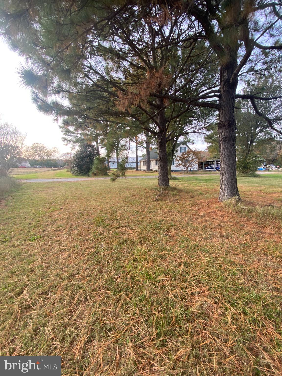27160 Cash Corner Road Crisfield, MD 21817 - Photo 62 of 62 a view of yard with trees