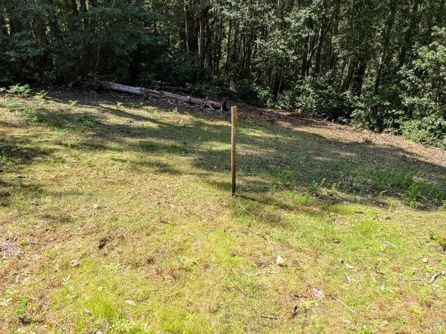 a view of a trees with a yard