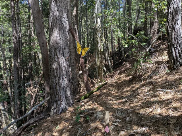 a view of a park with of trees