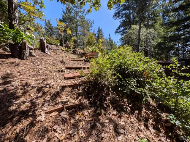 a view of a tree in a yard